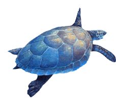 immagine tartaruga